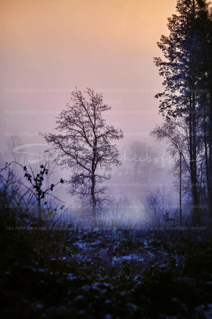 Wandbild Morgenlicht im Wald | People- und Tierfotografie, Imageaufnahmen, Veranstaltungsfotografie und Wandbilder aus der Natur ★ Made in Germany ✔️ Druck + Downloads ✔️ Naturfotografie in Top Qualität ★ schneller Versand, weltweite Lieferung! - Realisiert mit Pictrs.com