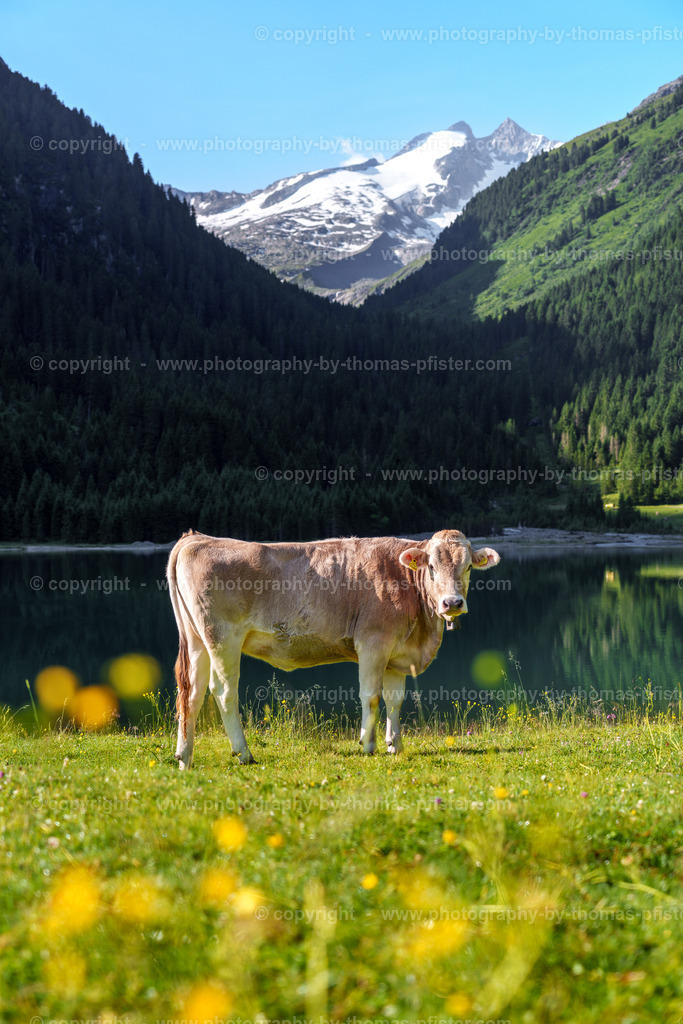 Finkau Wildgerlos copyright  Thomas Pfister-3 | PHOTOGRAPHY BY THOMAS PFISTER