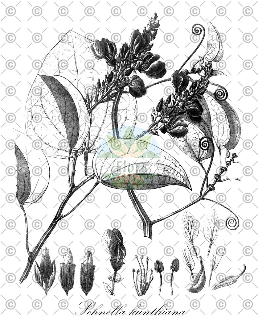 HistAbb_wfo-0000019504_1_ENZY_Simple | Historische Abbildung von Schnella kunthiana - Fabaceae | Historical Illustration of Schnella kunthiana - Fabaceae