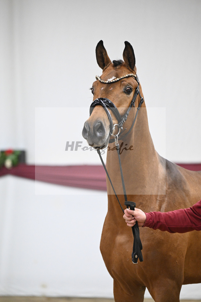 Kat-Nr. 45 Velvedere x Goldberg_Franz-Josef Kleinekoerdt_47251577 | hf-fotografie - Realisiert mit Pictrs.com