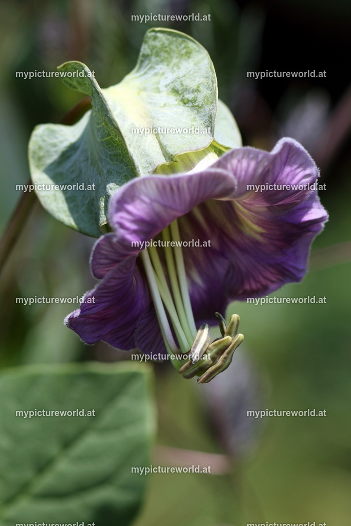 Glockenrebe-003 | Das Bilderarchiv über Tiere, Planzen und Landschaften. In der Bilddatenbank finden Sie ein große Auswahl an hochwertigen Bilder für Ihre Werbung - Realisiert mit Pictrs.com