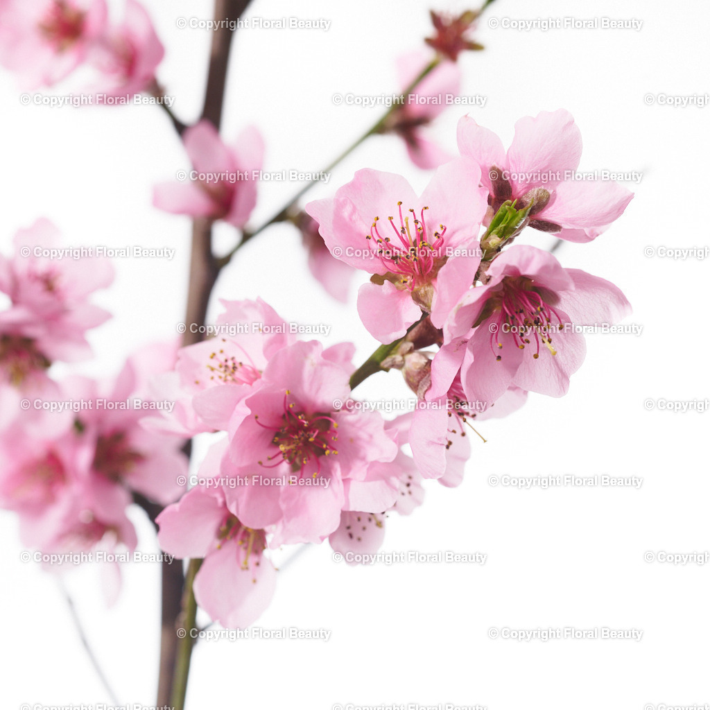 Kirschbluete-rosa-closeup | Onlineshop für hochwertige Wandbilder. Bei uns findet ihr selbstgestaltete Blumenmotive. Das perfekte Geschenk, als Praxisdeko oder die eigene Wohnung. Alle künstlerischen Blumenfotos sind auf Leinwand, FineArtPrint, Kunstdruck und vielem mehr zu erwerben - Realized with Pictrs.com