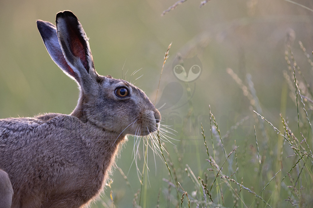 20220612191701-4 | Der Feldhase, kurz auch Hase genannt, ist ein Säugetier aus der Familie der Hasen. Die Art besiedelt offene und halboffene Landschaften. Das natürliche Verbreitungsgebiet umfasst weite Teile der südwestlichen Paläarktis; durch zahlreiche Einbürgerungen kommt der Feldhase heute jedoch auf fast allen Kontinenten vor. - Realisiert mit Pictrs.com