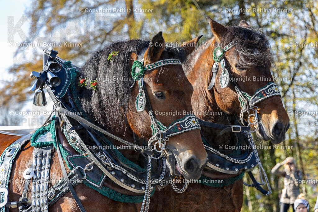 LBT24-1277 | Professionelle Fotografin mit Fachgeschäft in Lenggries & im Landkreis Bad Tölz Wolfratshausen. Hochzeitsreportage, Familienfotos, Newborn-, Babybauch-, Pass- & Businessfotos.Alles Rund ums Foto