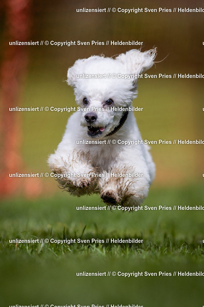 Sven Pries | 2024-04-21 - Hunderennen Baden-Oos
Foto: Sven Pries - Realisiert mit Pictrs.com