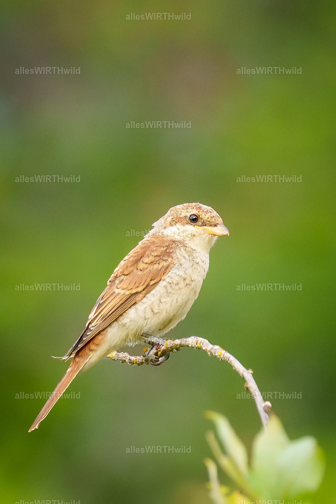 Daniel Wirth - www.allesWIRTHwild.de - Harz - 7IV08704 | Entdecke die faszinierende Welt der Natur- und Wildlife-Fotografie von Daniel und Bärbel. Inspirierende Bilder von wilden Tieren und kleinen Naturwundern.