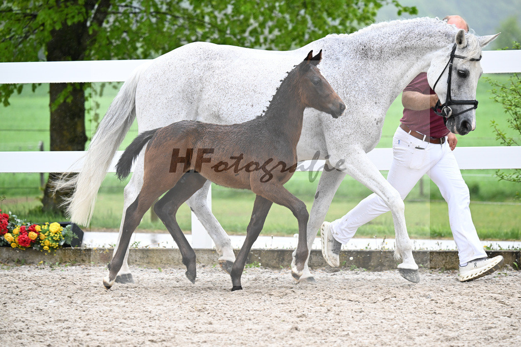 Kat-Nr. 34 HF Coeur de Lion x Powerfee_Herz_23261240 | hf-fotografie - Realisiert mit Pictrs.com