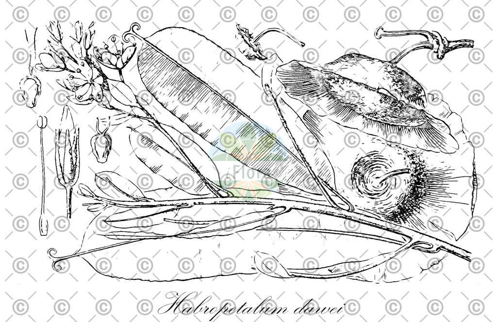 HistAbb_wfo-0000873728_1_ENZY_Simple | Historische Abbildung von Habropetalum dawei - Dioncophyllaceae | Historical Illustration of Habropetalum dawei - Dioncophyllaceae