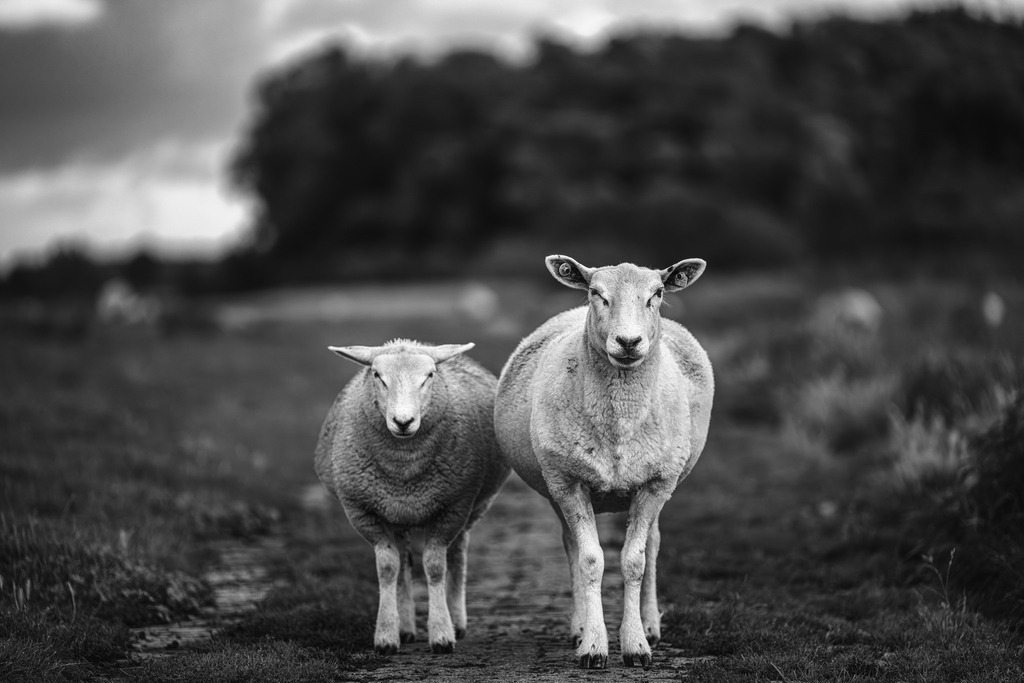 2025_08_02_HETLINGER SCHANZE_MCP0341 sw | Hochwertig gedruckte Fotografien für die Wand, als Kalender und zum Verschenken. Hamburg & Norddeutschland und überall wo ich mit der Kamera unterwegs war.