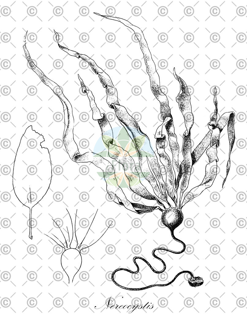 HistAbb_wfo-0000697973_1_ENZY_Simple | Historische Abbildung von Nereocystis - Laminariaceae (0) | Historical Illustration of Nereocystis - Laminariaceae (0)