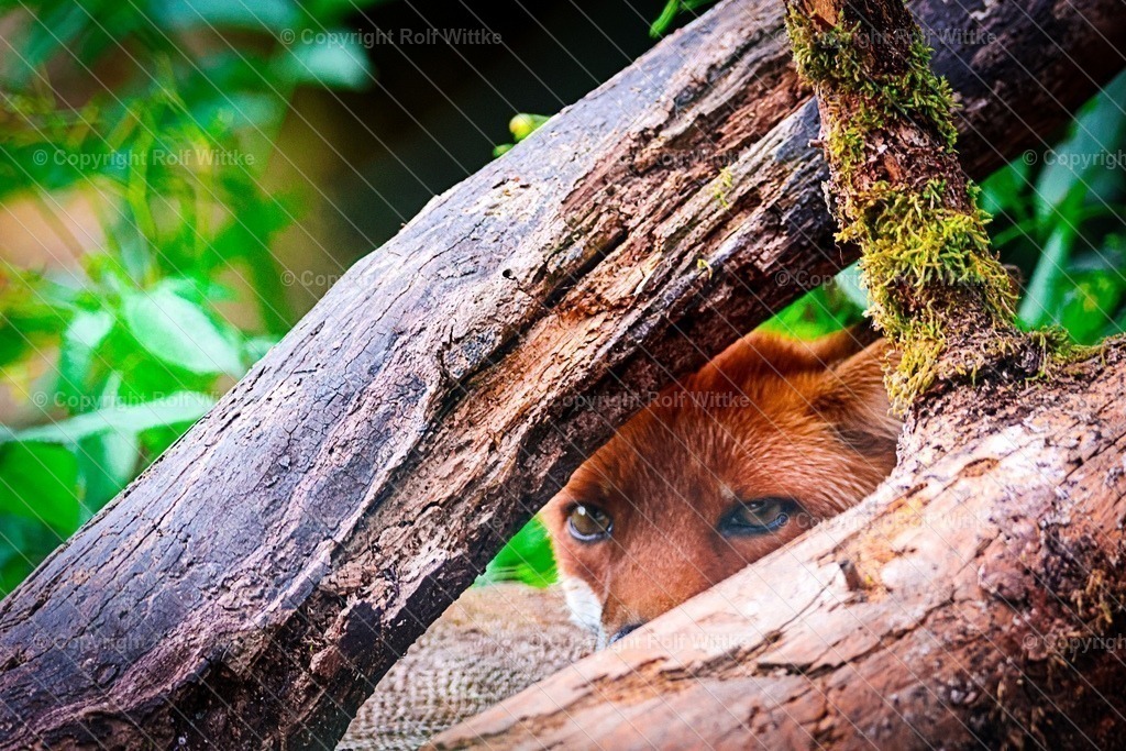 fuchs1 | in Deckung schauender Fuchs - Realisiert mit Pictrs.com