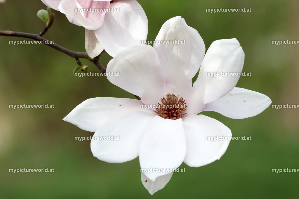 Tulpen-Magnolie-003 | Das Bilderarchiv über Tiere, Planzen und Landschaften. In der Bilddatenbank finden Sie ein große Auswahl an hochwertigen Bilder für Ihre Werbung - Realisiert mit Pictrs.com