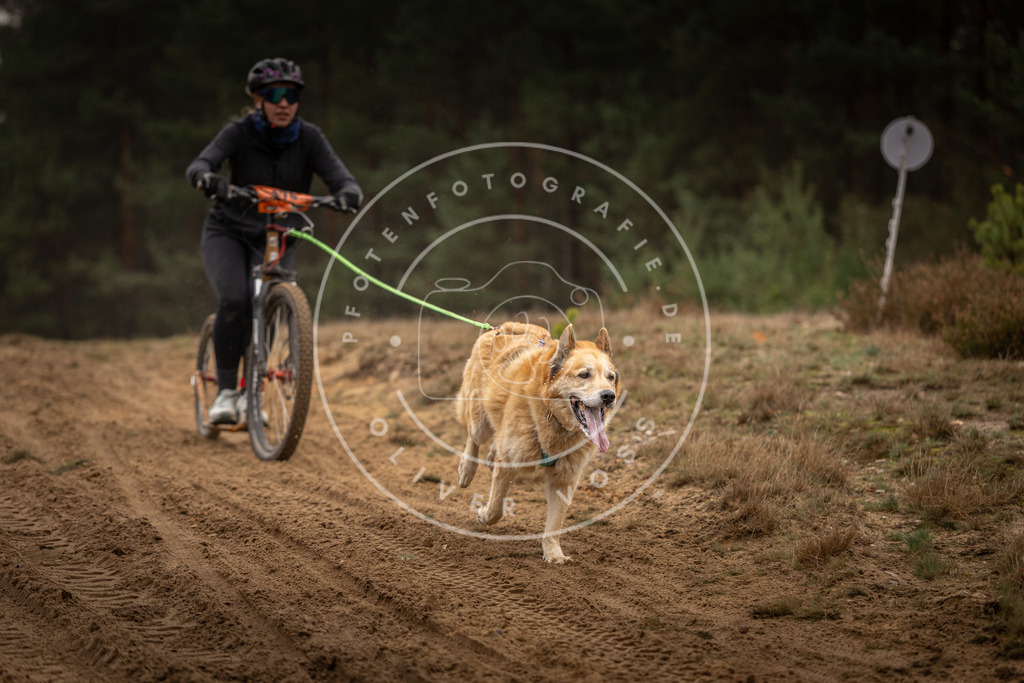 Pfotenfotografie_DV3A4648 | Hundefotografie, Tierfotograf, Pfotenfotografie, Fotoshooting Hund, Hunde Portrait, Hundesport, Hundeportraits, Heideshooting, Hunde, Sportfotograf, Hundefotograf, Turnierhundsport, THS,  - Realisiert mit Pictrs.com