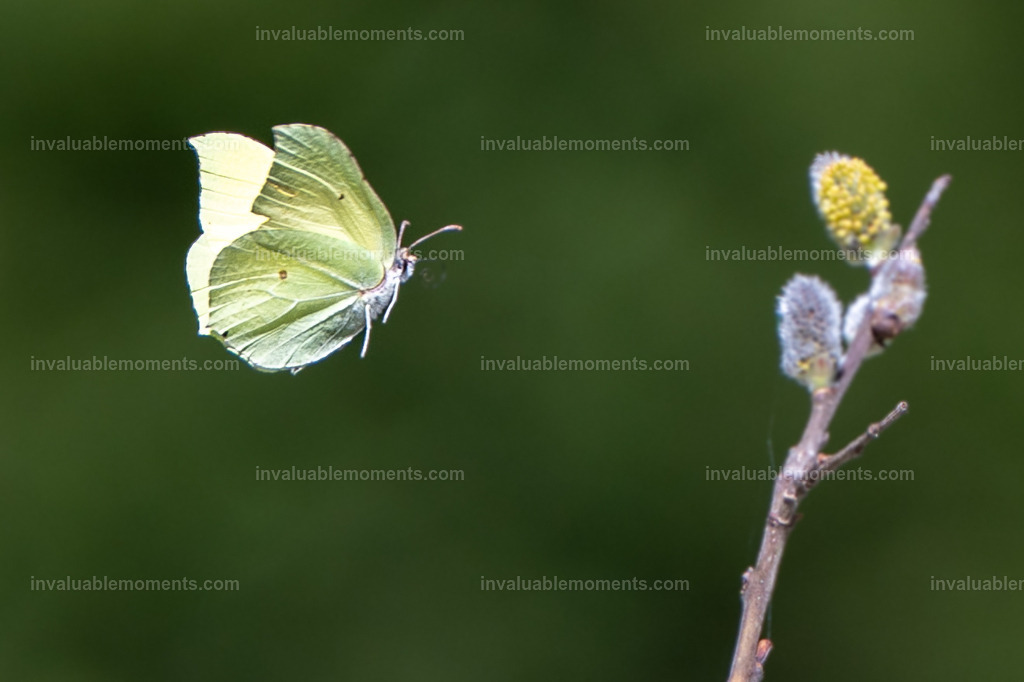 _DSC1725 | invaluablemoments.com - Realisiert mit Pictrs.com