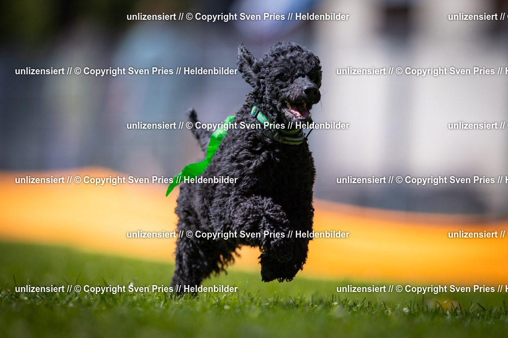 Sven Pries | 2025-08-10 - Hunderennen Durlach - Realisiert mit Pictrs.com