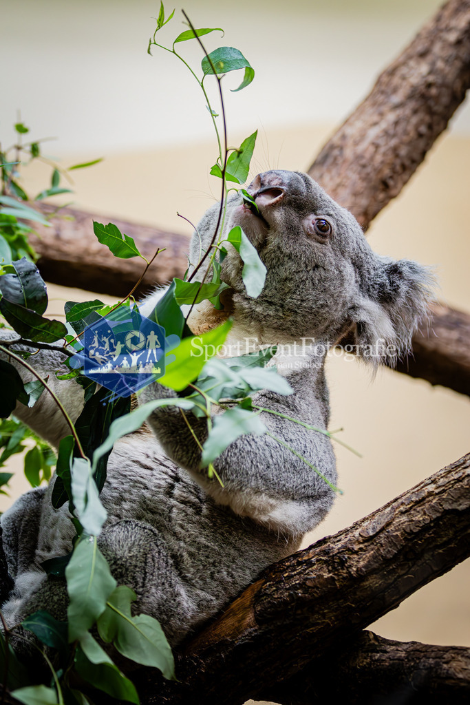 IMG_5427 | SportEventFotografie - Roman Stoiber