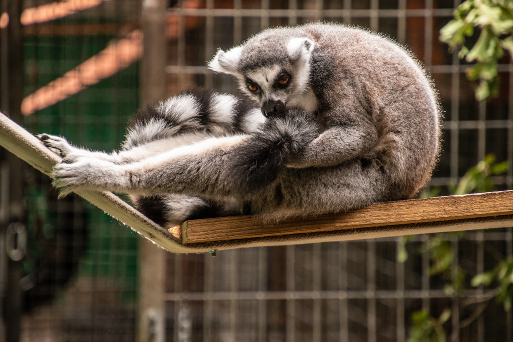 Safariland Stukenbrock | #safarilandstukenbrock #freizeitparkinfos #tiere #animals #fotografie #nikon #nikondaily #nikonswitzerland #nikongermany #natur #landschaft #landscape - Realisiert mit Pictrs.com