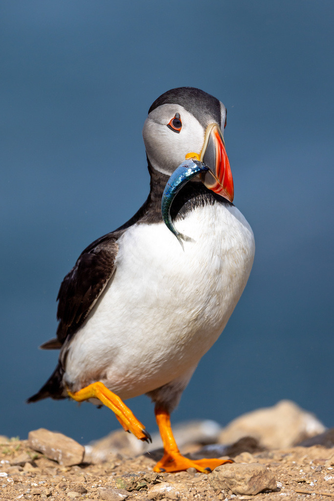A Modest Catch | An Atlantic Puffin (Fratercula arctica) returns from the sea carrying a single sand eel for its chick. While images of beaks packed with fish often steal the spotlight, a single catch reflects the quiet rhythm of parenthood—one successful journey, one meal delivered. Photographed on Skomer Island, Wales.