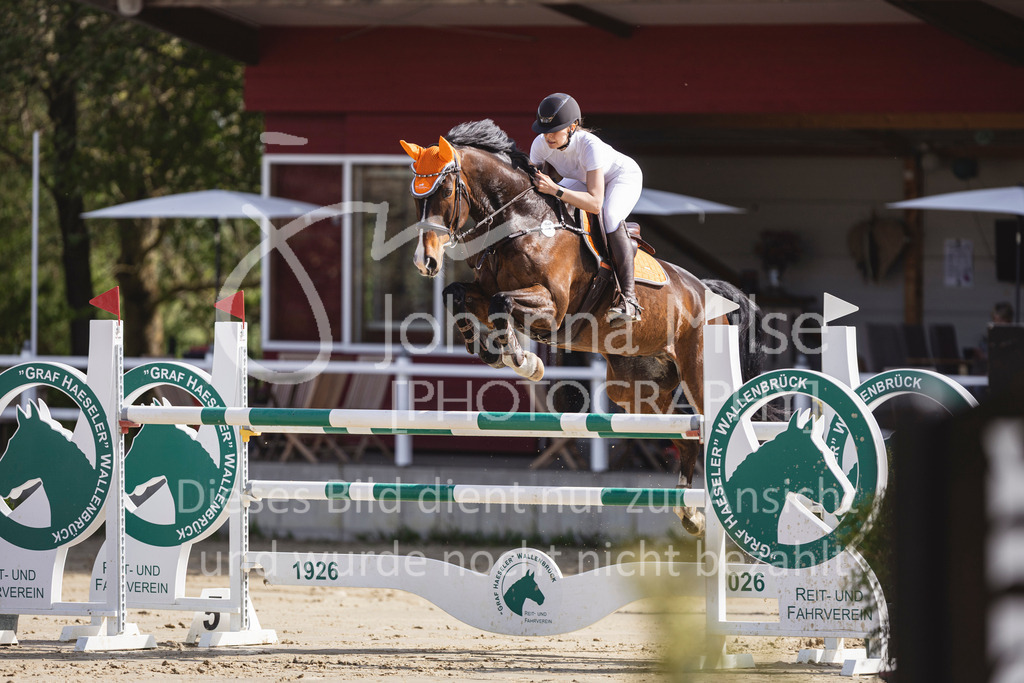260503_Spenge_7_M2-Spr-m-steig-Anf-726 | Deine schönsten Turniermomente als professionelle Fotos! Entdecke hochwertige Pferdesport-Fotografie im Online-Shop. Jetzt Fotos finden & bestellen!