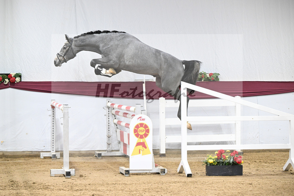 Kat-Nr. 96 Mylord Carthago x Heartbreaker_Daniel Dassler_47253144 | hf-fotografie - Realisiert mit Pictrs.com