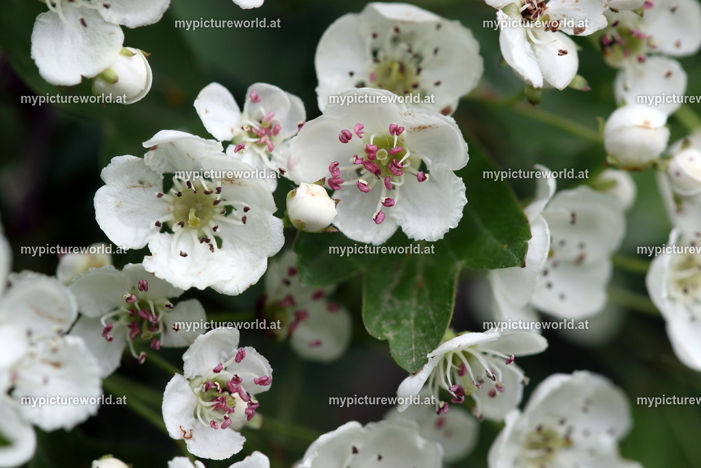 Eingriffeliger Weißdorn-015 | Das Bilderarchiv über Tiere, Planzen und Landschaften. In der Bilddatenbank finden Sie ein große Auswahl an hochwertigen Bilder für Ihre Werbung - Realisiert mit Pictrs.com