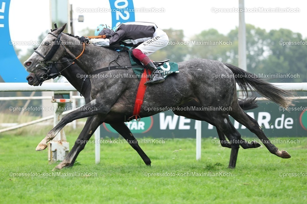 Do11102504001 | Isla Coiba siegt unter Andrea Ricupa am 11.10.2025 Renntag in Dortmund. Copyright by Marc Ruehl - Veroeffentlichung nur gegen Honorar (zzgl.MwSt), Namensnennung und Beleg, Bank Routing Number: BIC GENODED1PAF, Bank Account Number: IBAN DE04 3706 2600 1201 6180 17, Steuer-Nr.: 203/5266/0306, Ust_Id_Nr.: De 122081417, Zur Gaulshuette 29, 50181 Bedburg, Phone: +49-(0)2272-83351, www.marcruehl.com, info@marcruehl.com, No Model Release, Abtretung von Persoenlichkeitsrechten der abgebildeten Person/Personen liegen nicht vor. Speichern in Bilddatenbanken oder Vervielfaeltigung ist ohne schriftliche Genehmigung nicht gestattet.