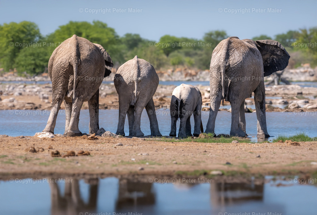 Etosha_Nationalpark_Namibia-508-Bearbeitet | piet_flosse
