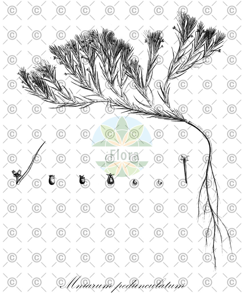HistAbb_wfo-0000049389_1_ENZY_Simple | Historische Abbildung von Mniarum pedunculatum - | Historical Illustration of Mniarum pedunculatum - 