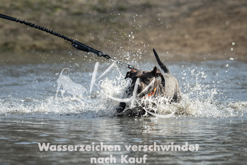 1309_ZZ94963 | kk-dogfotos