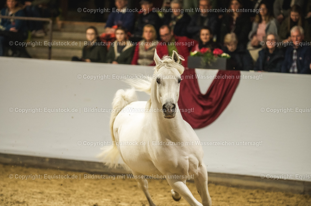 20240302_Hengstvorstellung_Marbach_TOMsPiC_1133 | equistock