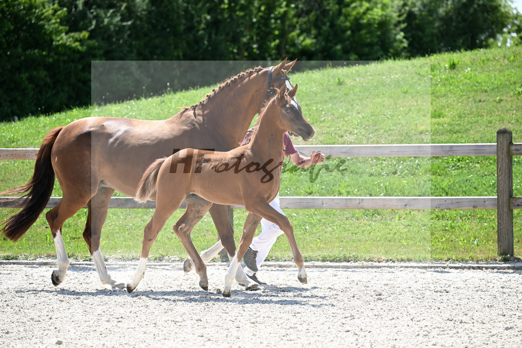 Kat-Nr. 38 Feliciano x Diamond Hit_HF_Sommer_15251013 | hf-fotografie - Realizzato con Pictrs.com