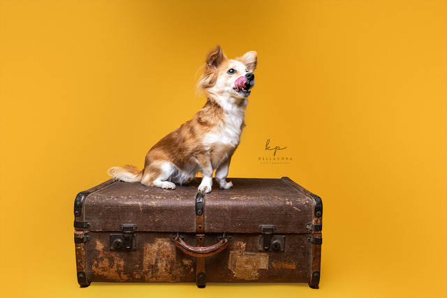 DSC_1125 Kopie_web | Augenblicke kommen und gehen, Erinnerungen bleiben. Als Tierfotografin schaffe ich liebevolle Erinnerungen an unsere tierischen Familienmitglieder, ohne Stress und Druck.
Buchbar für den Raum München und Landkreis Dachau  - Realisiert mit Pictrs.com