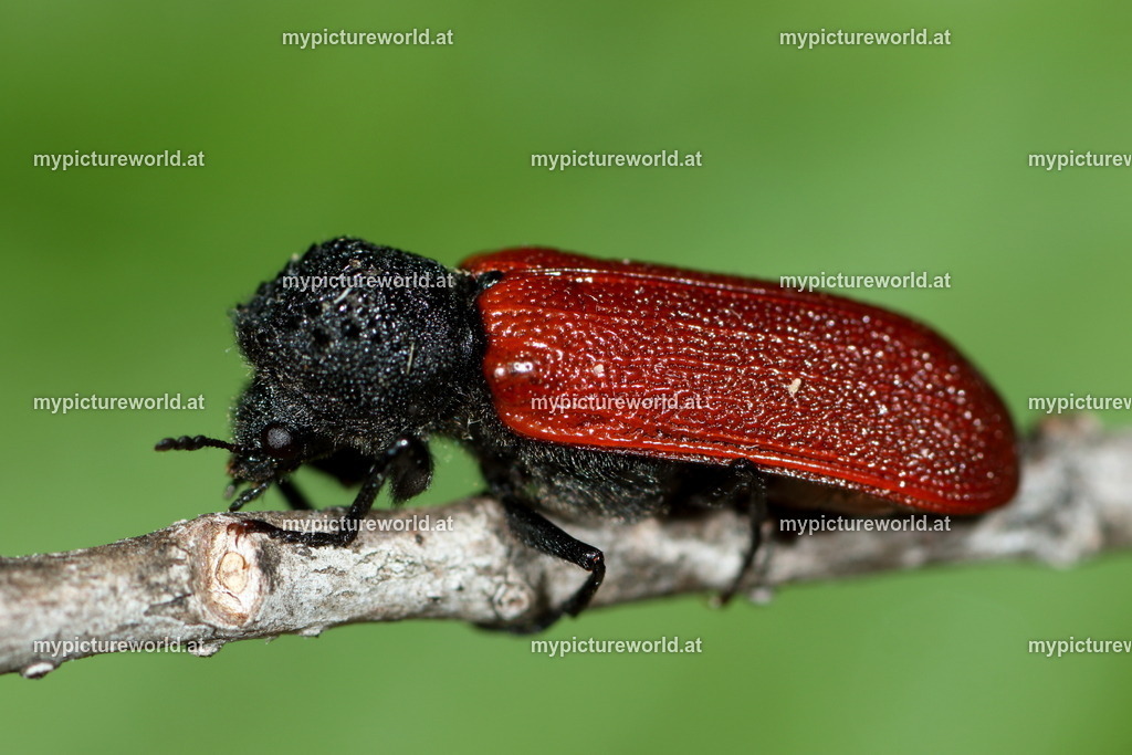 Bostrichus capucinus-002 | Das Bilderarchiv über Tiere, Planzen und Landschaften. In der Bilddatenbank finden Sie ein große Auswahl an hochwertigen Bilder für Ihre Werbung - Realized with Pictrs.com