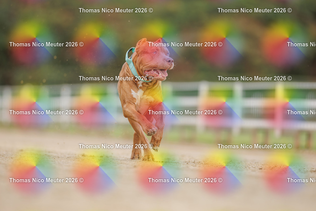Thomas_Nico_Meuter(C)_03. Oktober 2026_223A9377 | Bild von Thomas Nico Meuter - Realisiert mit Pictrs.com