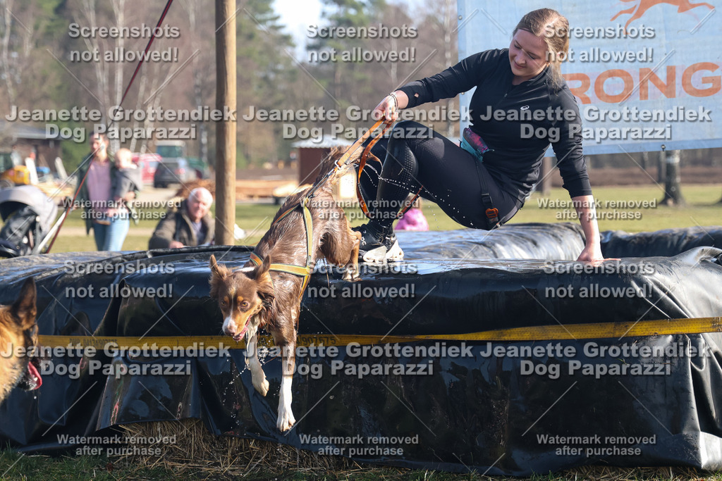 Dog Paparazzi - Strongdog North Mrz26-1188 | Dog Paparazzi Jeanette Grottendiek Fotografie & Videografie - Realisiert mit Pictrs.com