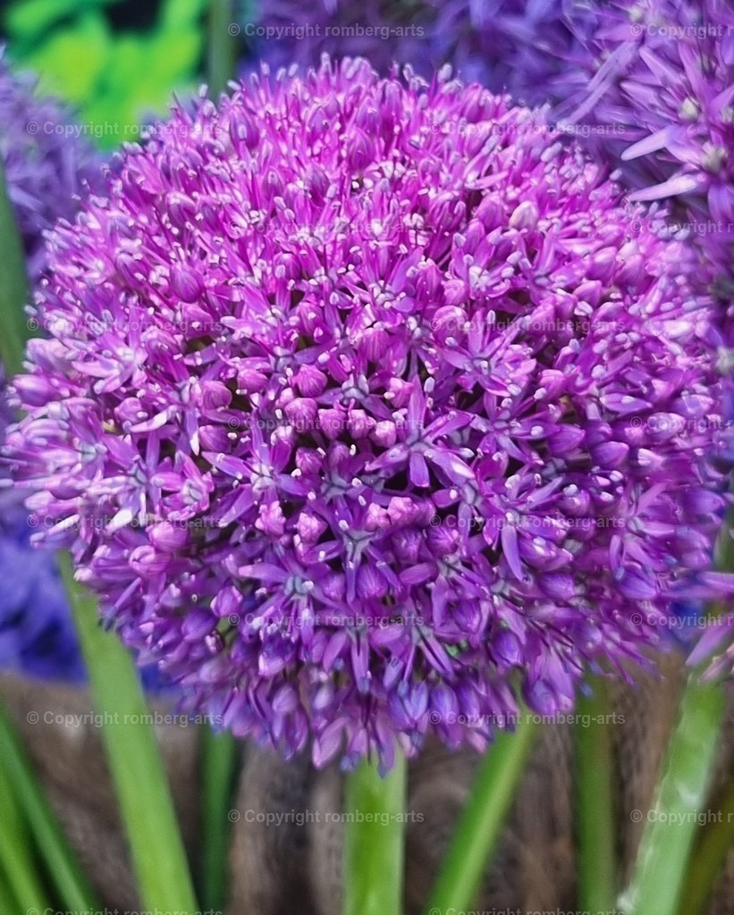 Flowers3 | Allium, Blume, lila, Kugel, Kugelform