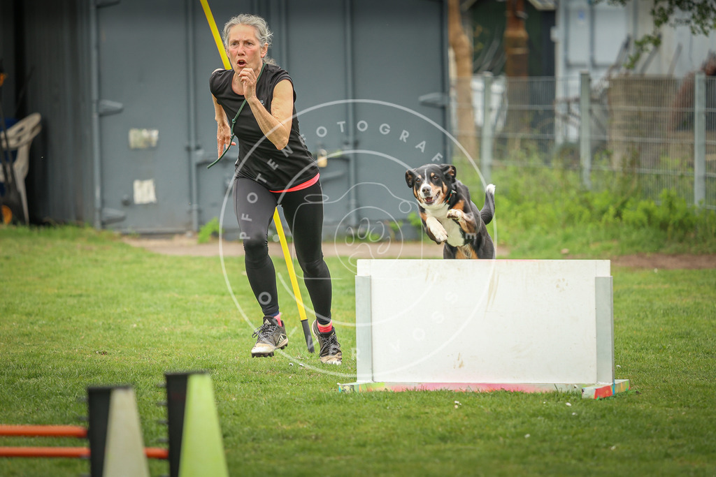 Pfotenfotografie_0L8A0058 | Hundefotografie, Tierfotograf, Pfotenfotografie, Fotoshooting Hund, Hunde Portrait, Hundesport, Hundeportraits, Heideshooting, Hunde, Sportfotograf, Hundefotograf, Turnierhundsport, THS,  - Realisiert mit Pictrs.com