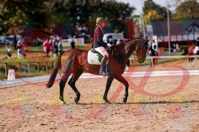 2026_10_03_Siefer-Hof_130220_Z81_56037744 | Professionelle Reitsport-, Turnier- und Eventfotografie von Robert Broda. Galerien mit ausgewählten und bearbeiteten Bildern direkt online ansehen und bestellen.