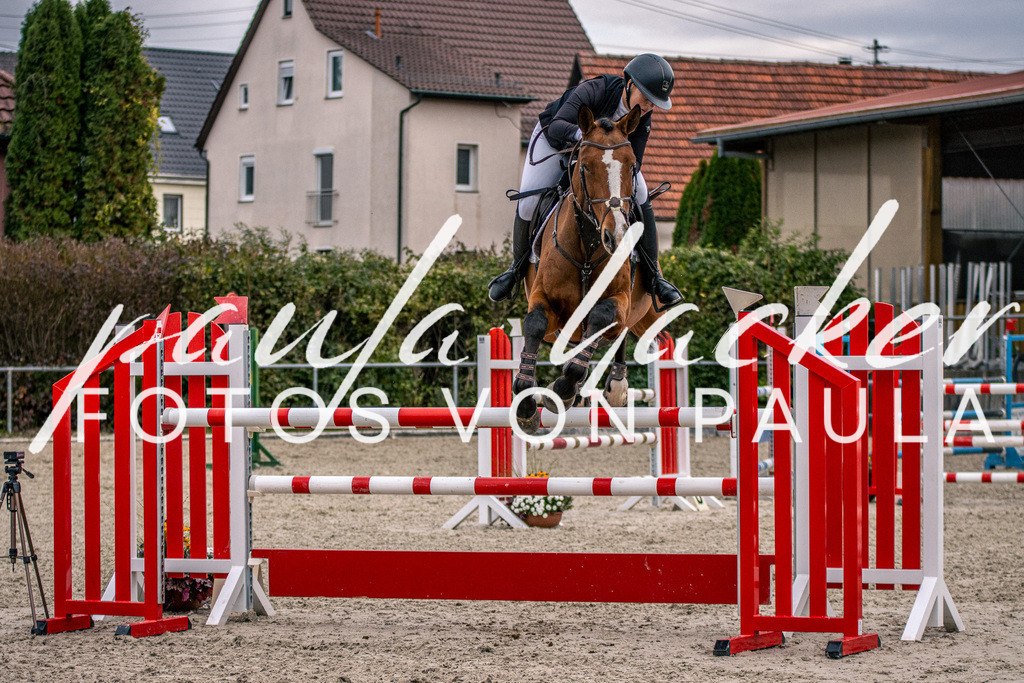 IMG_6048 | Erleben Sie dynamische Sport- und emotionale Tierfotografie in Süddeutschland mit Fotos von Paula. Spezialisiert auf Pferde- und Hundefotografie sowie Sportevents. Kontaktieren Sie mich für einzigartige und ausdrucksstarke Bilder Ihrer besonderen Momente.