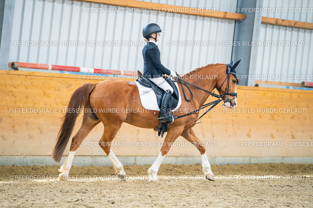 DSC04567 | Pferdegrafie