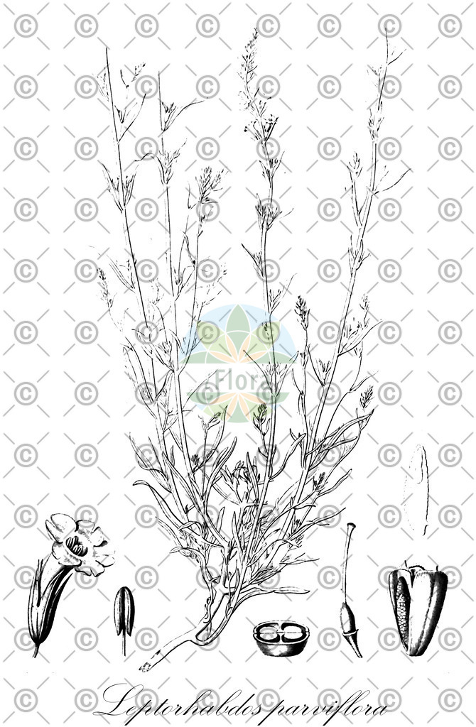HistAbb_wfo-0000226508_1_ENZY_Simple | Historische Abbildung von Leptorhabdos parviflora - Orobanchaceae | Historical Illustration of Leptorhabdos parviflora - Orobanchaceae