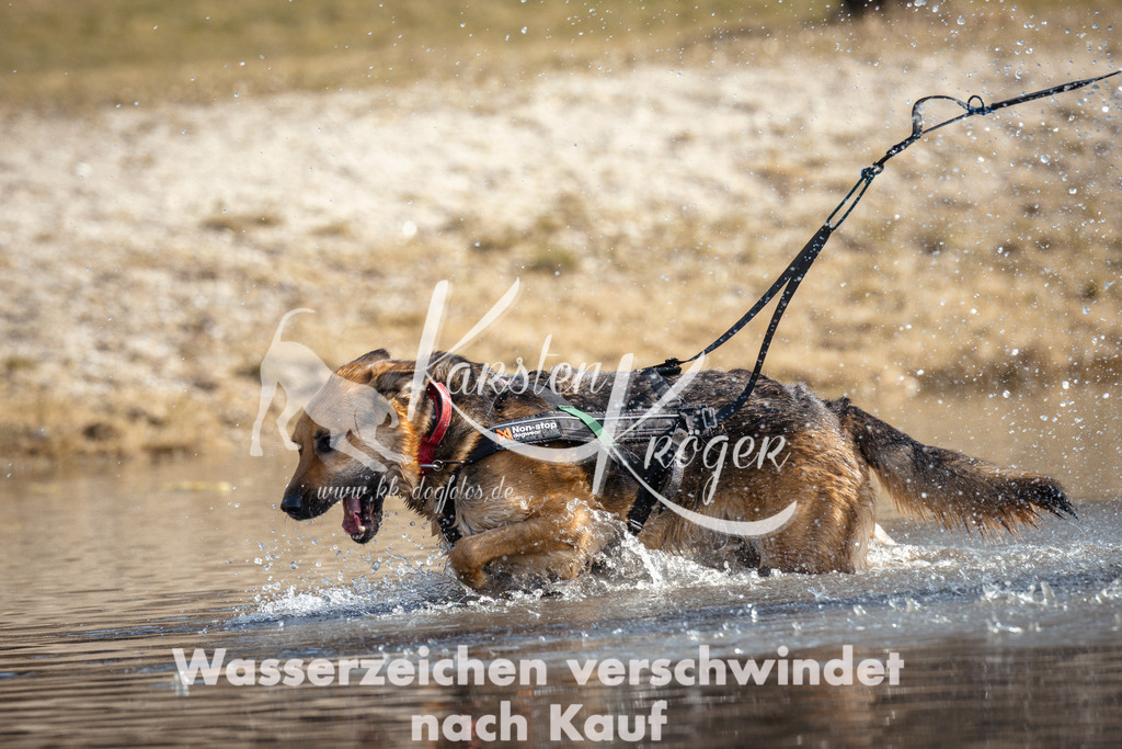 1125_ZZ94226 | kk-dogfotos