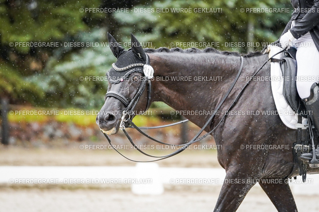 DSC08499 | Pferdegrafie