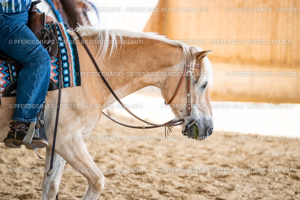 DSC09497 | Pferdegrafie