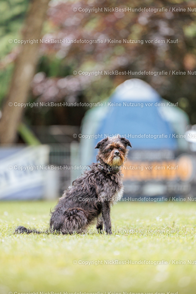 RO-Blumenthal-2026-Nickbest-Hundefotografie-2404 | Dein Hund! Dein Moment! Deine Erinnerungen! Hundefotografie in Bremen Blumenthal. Ich fange die besonderen Momente deines Vierbeiners ein – ob Indoor mit Blitzanlage oder in der freien Natur. Sicher dir dein Moment und dein Termin für eure Erinnerungen.