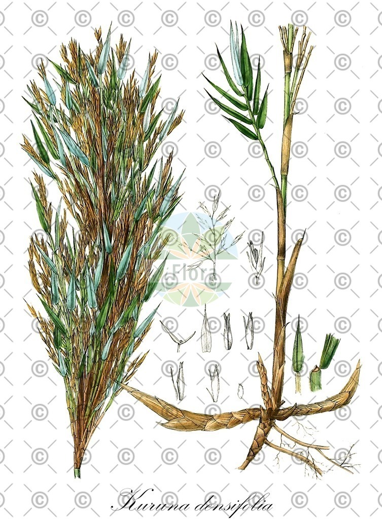 HistAbb_wfo-0001201171_1_ENZY_Simple | Historische Abbildung von Kuruna densifolia - Poaceae | Historical Illustration of Kuruna densifolia - Poaceae