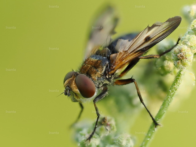 Breitflügelige Raupenfliege_03 | Die Breitflügelige Raupenfliege (Ectophasia crassipennis) ist eine 5–9 mm große, variabel gefärbte Raupenfliege aus der Familie der Tachinidae. Die Adulten besuchen Blüten, während die Larven als Parasitoide in anderen Insekten leben.
 –  – 
The Broad-winged Tachinid Fly (Ectophasia crassipennis) is a 5–9 mm variably colored tachinid fly from the family Tachinidae. Adults visit flowers, while the larvae live as parasitoids inside other insects. - Realisiert mit Pictrs.com