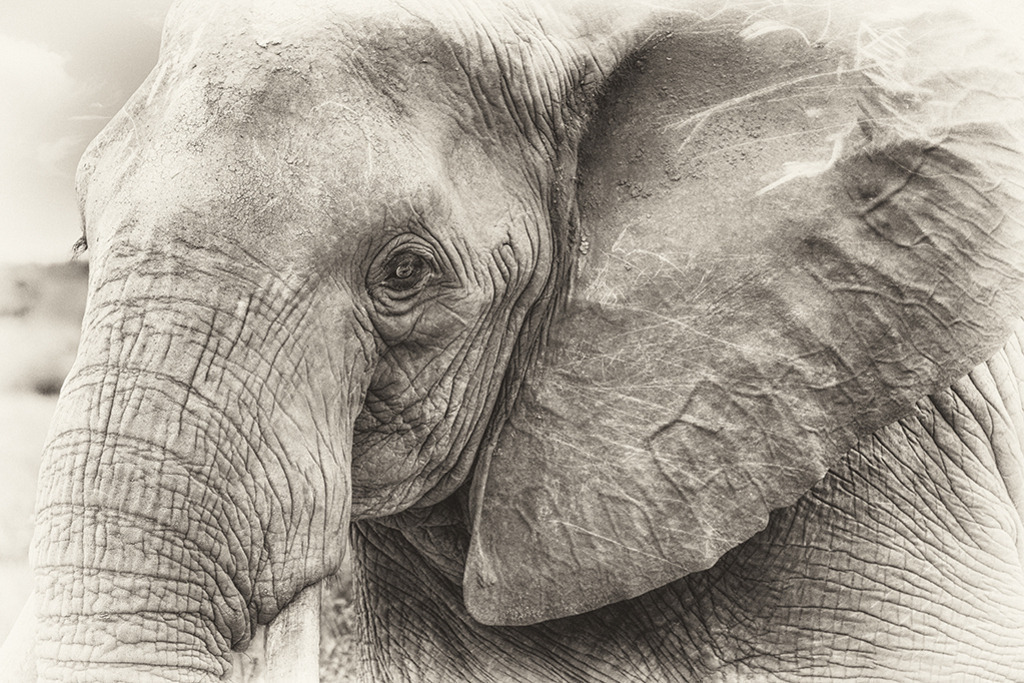 elefant_fineart | WILD﻿﻿LIFE · NATURE | just﻿love · justSOMEWHERE · just poster | ﻿POSTER | LEINWAND | FINEART | HOLZDRUCK | FOREX-FOTODRUCK | ALU-DIBOND | ACRYLGLAS | WILD'N FREE | germany | the netherlands | kenya | vietnam | egypt | wildtiere | eichhörnchen - Realisiert mit Pictrs.com