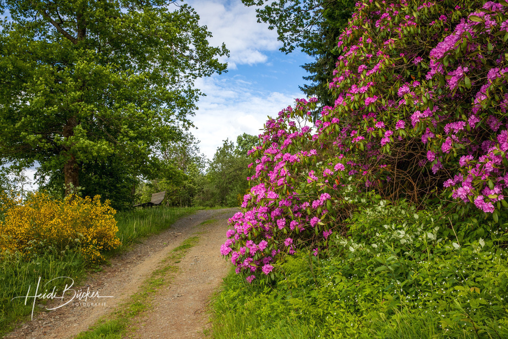 Blühender Rhododendron im Sauerland | Frühlingserwachen mit blühendem Rhododendron und Ginster  - Realisiert mit Pictrs.com