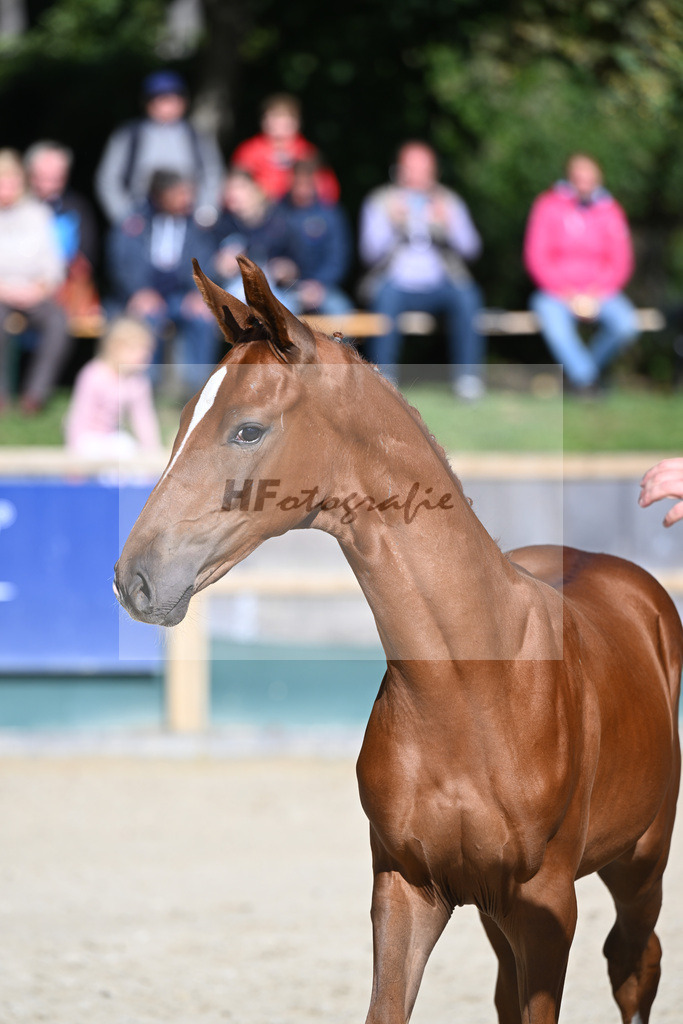 Fohlenauktion Next Chance_49220241 | hf-fotografie - Realisiert mit Pictrs.com